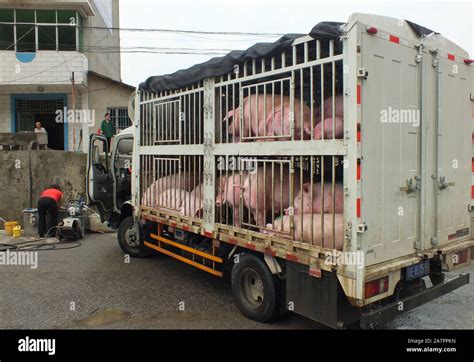 china hogs